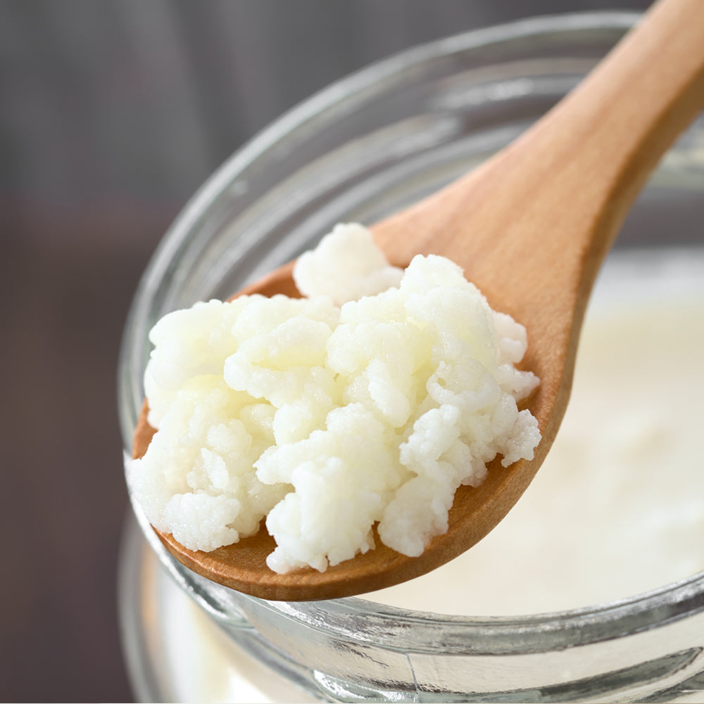 kefirknollen, kefir pilz, Kefir knolle, Milchkefirknollen, Milchkefir, Kefir kultur, bio kefirknollen, fermentieren, fairment, fermentation, probiotisch, Milchkefir, Kefir